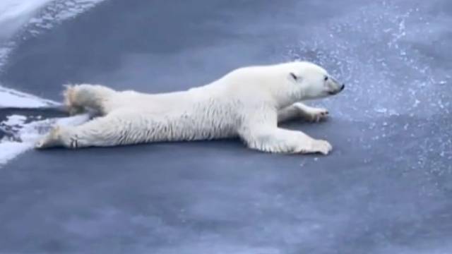下面由北极熊来向您演示：如何安全地穿过冰面