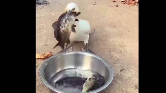 头一次看这家伙吃饱不吃的时候