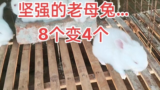 兔母性也特别强，生病半个月了，还带着四个仔