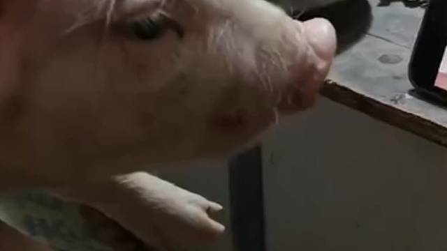 烤乳猪