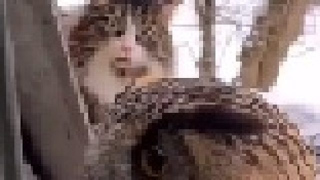 震惊猫猫一百年