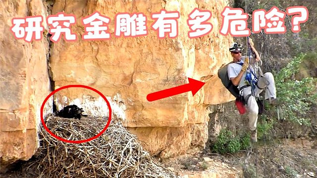 生活在4000米悬崖上的金雕，如何研究？趁大的不在偷小的！