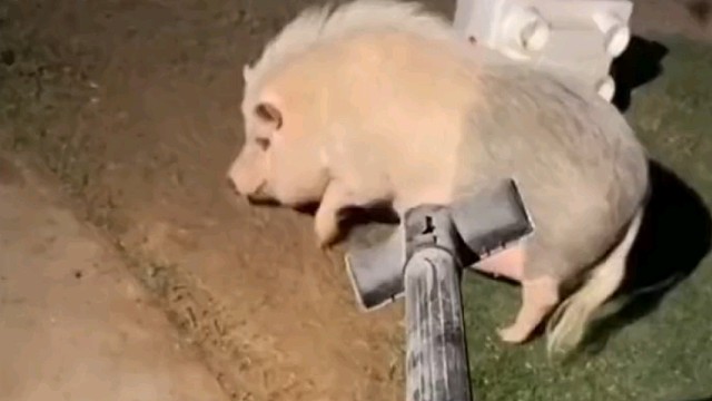 这猪开凯迪拉克的吧