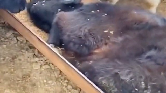 它只是想吃饭，它有什么错