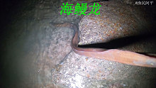 阿平赶海抓到一条五斤重的海鳗龙