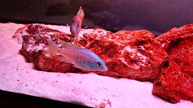 这些年养过的鱼