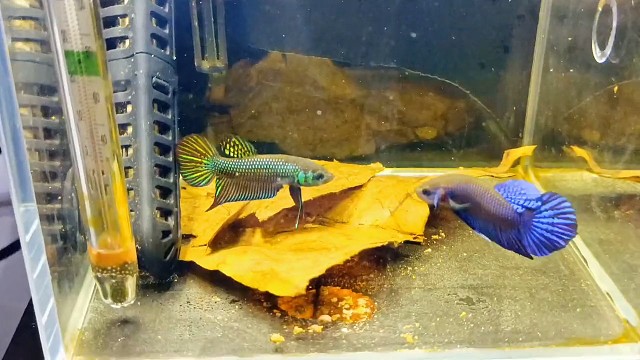 原斗之间的战斗