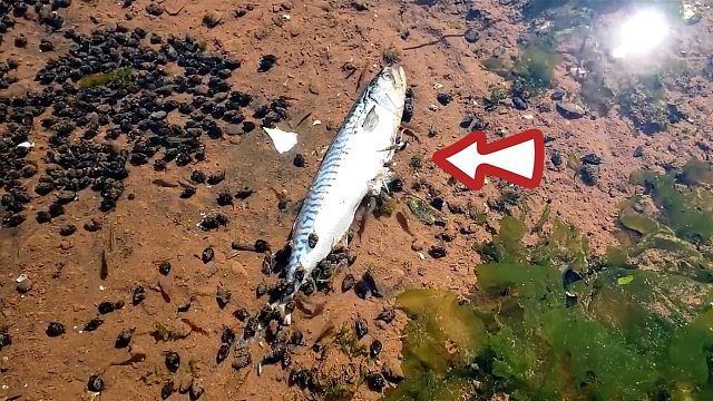 把一条死鱼放在岸边，过段时间回来再看，网友：赚大了！