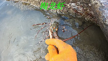 阿平赶海在水坑内掏出了龙虾，还在珊瑚礁旁抓到了漂亮鱼