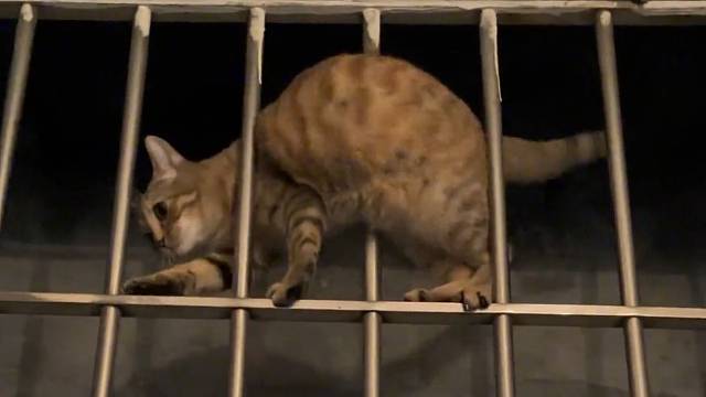 这是猫猫虫吗？