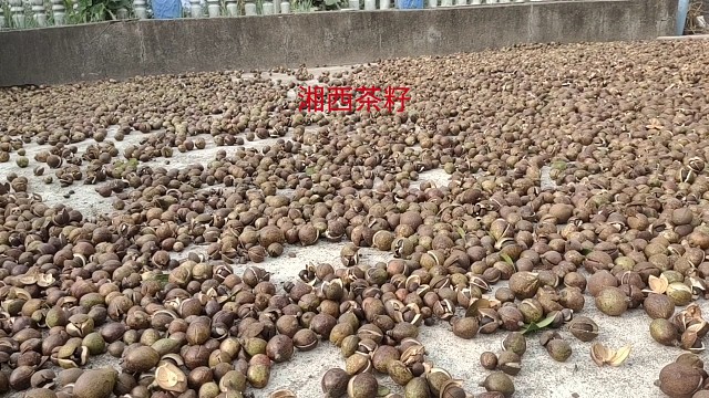 湘西的野生茶籽