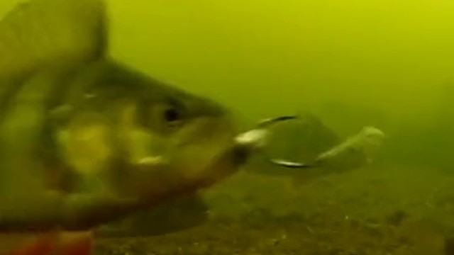 气死你，我就是不咬钩