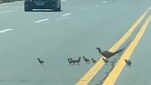 有爱一幕！鸡妈妈带宝宝们过马路，见司机让行，鸡妈妈快速奔跑通
