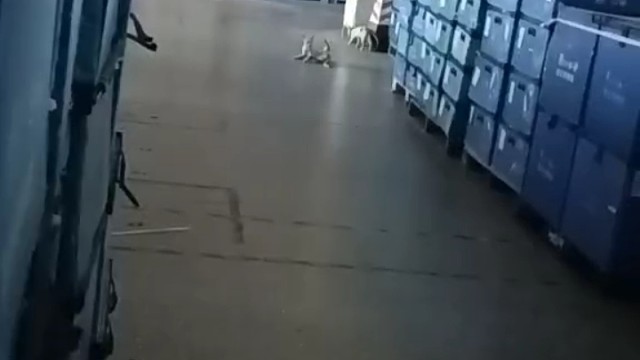 论仓库长猫那些事儿