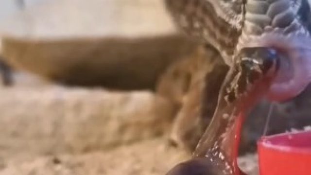 蛇从妈妈体内排出来了