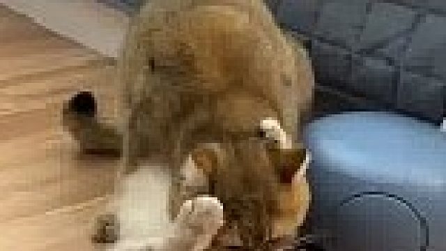 猫：你在教我做事？