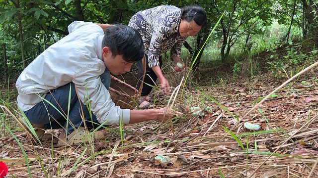 农村70岁外婆想吃野生菌，孙女婿陪她一起上山，看能有多少收获