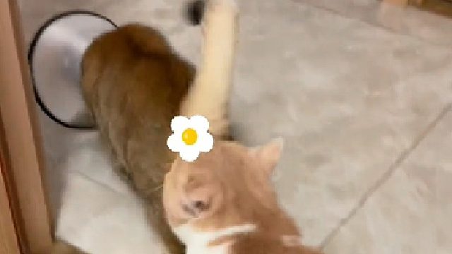 传说的跟屁虫？