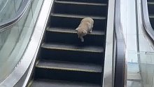 狗：今儿的楼梯可真长啊～