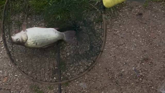 还是有条小小鱼作为战绩的。吃完打游戏