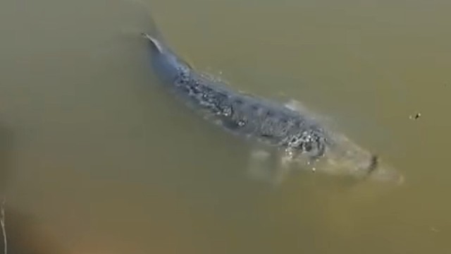 看这是什么鱼？