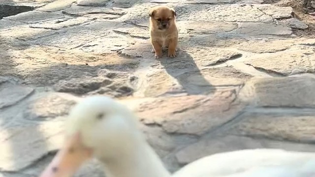 小狗找鸭子取暖