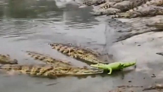 玩具鳄鱼和真鳄鱼