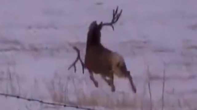 鹿角会自然掉落，为什么不用捡的，非得要割的呢