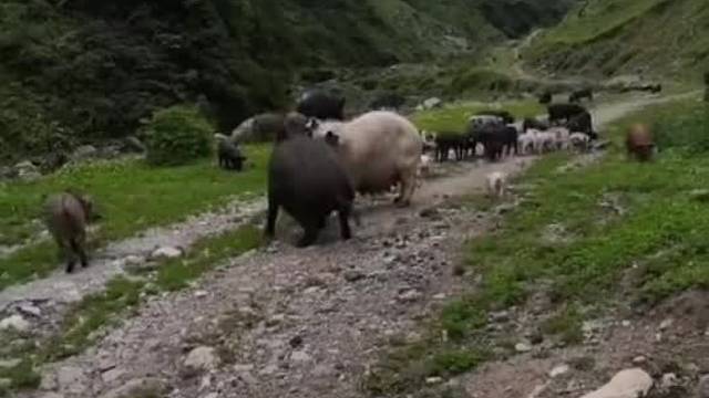 野猪居然打不过家猪，吃草和吃料还是有区别的！