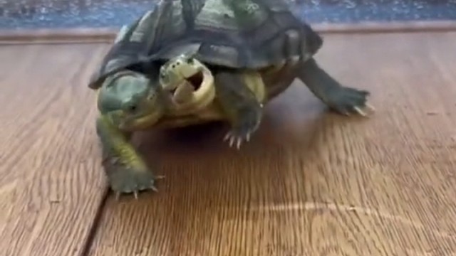 抢啥呀，谁吃还不是一样