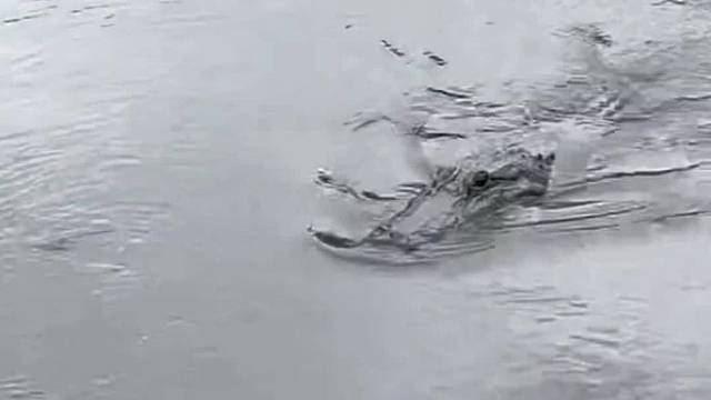 感觉这只鳄鱼有点傻傻的