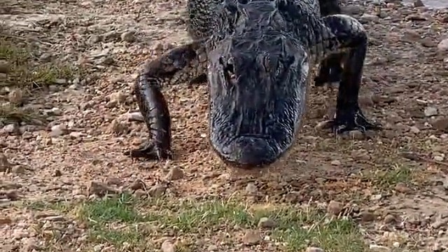 把它当宠物，它把你当食物