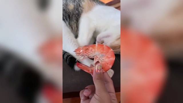 动物干饭时要啥面子名场面