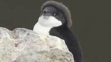 为何企鹅家族一换毛，南极大陆就一片哀嚎？#企鹅