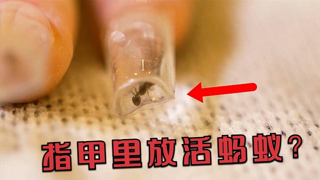 女子将活蚂蚁养在指甲里，成品看起来很惊艳，过程却很残忍！
