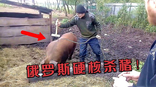 俄罗斯杀猪太“硬核”，往猪脖子一戳，猪哥瞬间“倒地不起”！