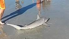 搁浅在海滩的鲨鱼，被放生大海
