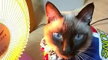 猫咪怕冷成天蹲在电暖器前，把脸都烤糊了！