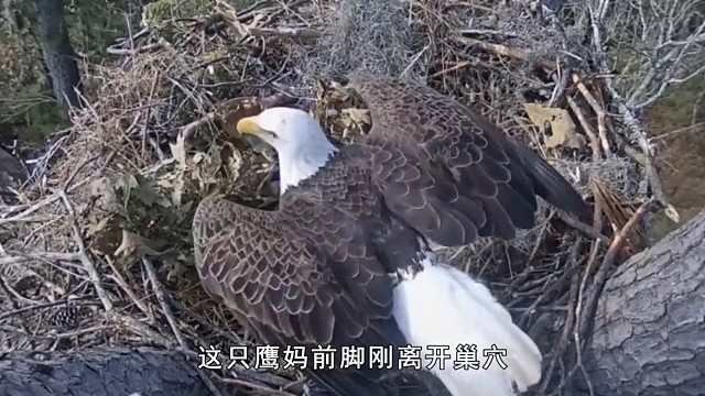 一世鹰名毁灭一蛋