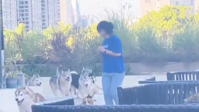 被一群狗攻击了