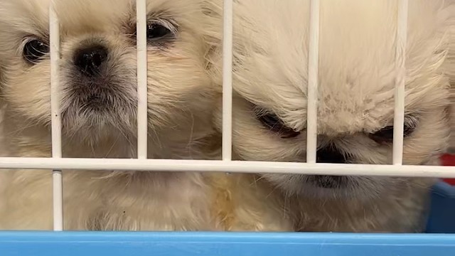 京巴！好久不见