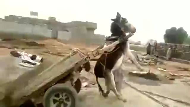 主人给毛驴卸货，驴瞬间被吊了起来，驴：这还是人干的事儿吗