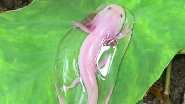 这四脚怪物好生厉害，一下就没了，它会魔法吗？