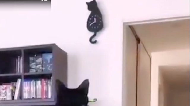 买了个钟，家里的猫变乖了，不知道为啥