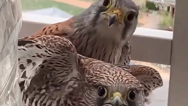 小小家伙太可爱了吧！孵蛋还有人喂饭