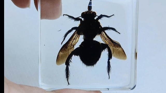 卡速特环氧水晶滴胶制作的昆虫标本#重庆硅宁科技有限公司#卡速特uv胶#卡速特水晶滴胶#昆虫标本制作