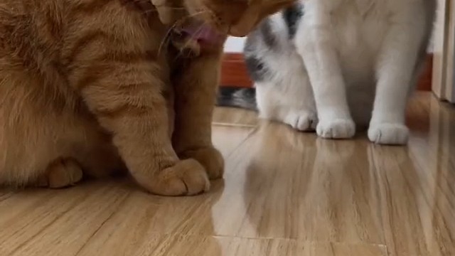 另一只猫羡慕的眼光