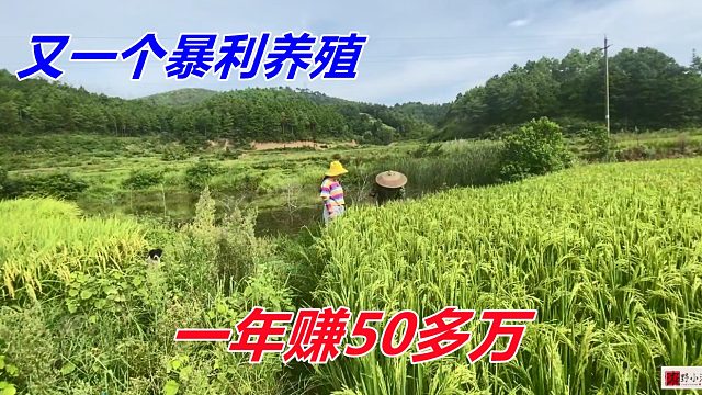 又一个暴利养殖，30元一斤抢着买，好养又有价，一年赚50万很容易！