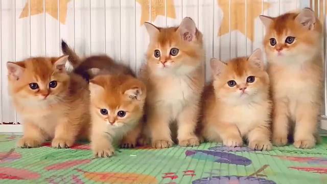 金渐层一窝。漂亮