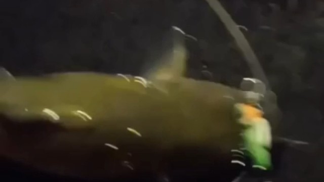 不想吃鱼丢了把